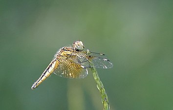 Blue-tailed yellow skimmer Palpopleura sexmaculata, female