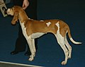 Schwyz Hound