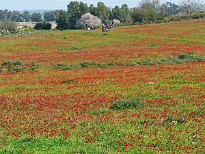 Red carpet of Anemone coronaria