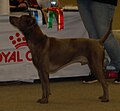 Thai Ridgeback Dog, blue