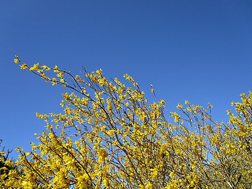 Forsythia blowing in the wind, Denmark.