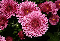 Chrysanthemum.  