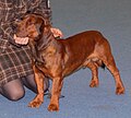 Alpine Dachsbracke, deer red