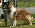 Collie, Rough, sable