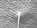 Epiderm layer with a trichome