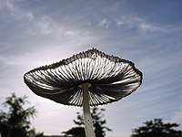 Backlit mushroom.