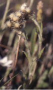 Antennaria alpina