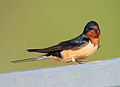 Italiano: Rondine Hirundo rustica