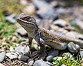 * Nomination Liolaemus or lizard sunbathing at Tuni-Condoriri National Park, La Paz - Bolivia -- CLAUDIOLD 17:29, 19 September 2024 (UTC) * Promotion  Support Good quality. --Lvova 16:48, 21 September 2024 (UTC)