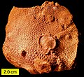 Scleractinian coral from the Matmor Formation (Jurassic, Callovian) of Makhtesh Gadol, Israel.