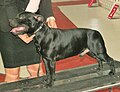 Staffordshire Bull Terrier, black