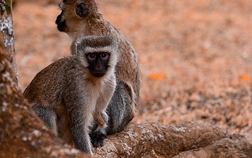 Vervet monkey missing his Leg