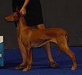 Pharaoh Hound