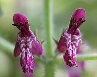 Stachys sylvatica Type species