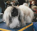 Pekingese, fawn