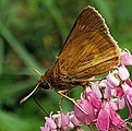 Adult, ventral view of wings