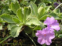 Primula marginata