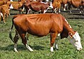 German cow