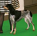 Lucerne Hound