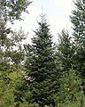 Abies balsamea