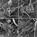 Cytochalasin-treated zona pellucida-free oocytes exposed to acrosome-reacted bull sperm display markedly different incorporation. Cytochalasin treatment alters the morphology of the oocyte microvilli, producing areas devoid of microvilli and microvilli with short, flat, club-like processes. After either 30 min (A), 60 min (B), 120 min (C), or 240 min (D) of sperm exposure with the oocytes in the presence of cytochalasin, the remaining oocyte microvilli are seen contacting the sperm head in various locations, yet the posterior sperm head, implantation fossa, and sperm tail with mitochondria remain outside the ooplasm, suggesting that oocyte microfilament assembly is important for successful sperm entry in the bovine system. Images originally published in: Tengowski, MW (2004) Microscopic techniques for studying sperm-oocyte interaction during fertilization and early embryonic development. Methods in Molecular Biology (Clifton, N.J.), 253, 165-99.