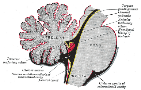 Choroid plexus