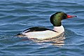 ♂ Mergus merganser Common Merganser