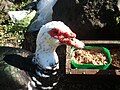 Thumbnail for File:Pato Muscovy.JPG