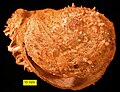 Spondylus from the Pliocene of Cyprus.