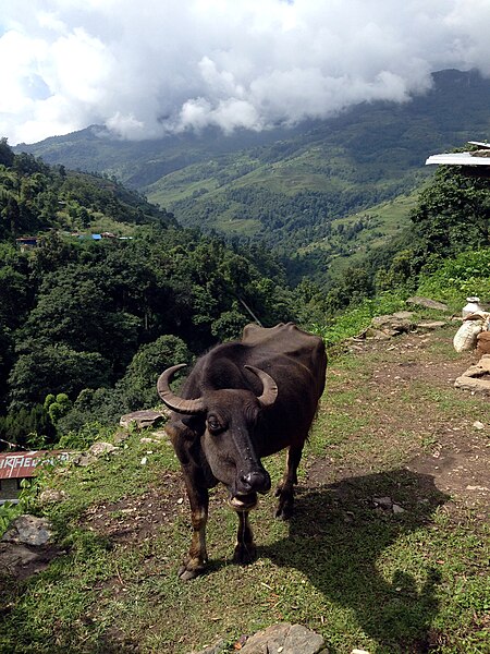 A yak in Nepal [OK]