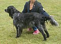 Blue Picardy Spaniel