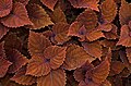 * Nomination Coleus, also known as Solenostemon scuttelarioides, also known (officially) as Plectranthus scutellarioides --Rhododendrites 21:08, 10 July 2018 (UTC) * Promotion  Support Good quality. --George Chernilevsky 21:33, 10 July 2018 (UTC)