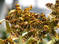 Grammatophyllum speciosum