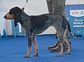 Lucerne Hound