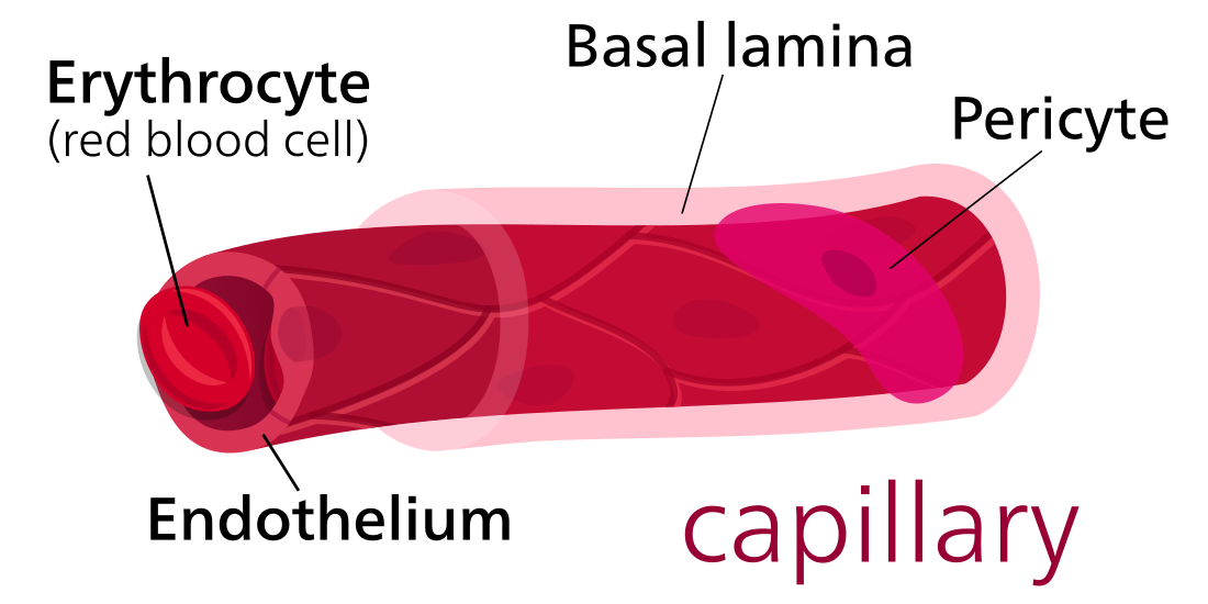 Capillary