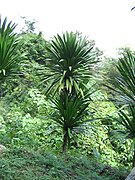 Dracaena loureiri