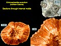 Calcite cements in the Ordovician cystoid Echinosphaerites aurantium from northeastern Estonia.