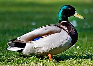 Mallard (Male)