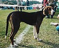 Finnish Hound