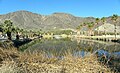 Lake Tuendae on the grounds of the Desert Studies Center at Zzyzx, California.