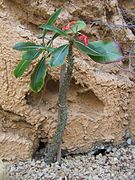 Pachypodium baronii