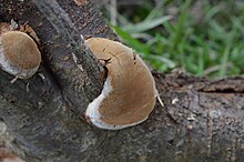 Phellinus pomaceus1.jpg