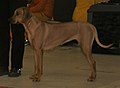 Rhodesian Ridgeback