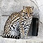 Thumbnail for File:Zoo-asson-ocelot.jpg