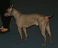 American Hairless Terrier, Hairless, isabella