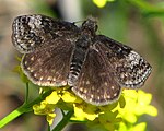 Adult, dorsal view.