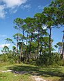 Honeymoon Island State Park, Pinellas Co., Florida