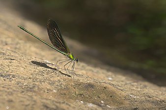 Stream Glory Neurobasis chinensis, male