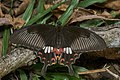 "Papilio_polytes-Thekkady-2016-12-03-001.jpg" by User:Jkadavoor