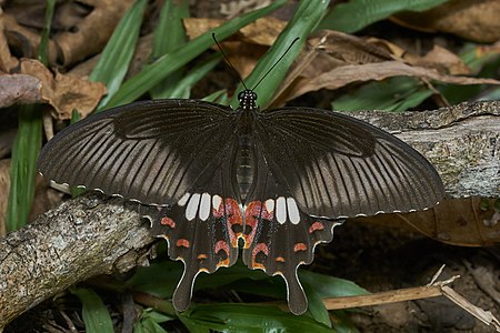 Papilio polytes (Common Mormon)